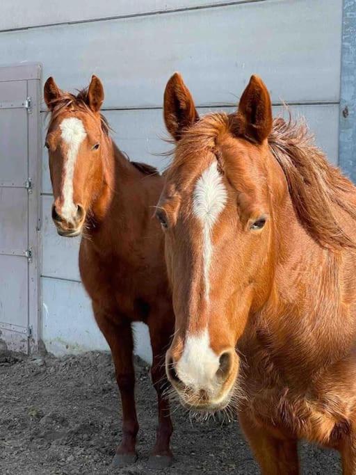 Bed Met Paard Apartman Bergen op Zoom Kültér fotó